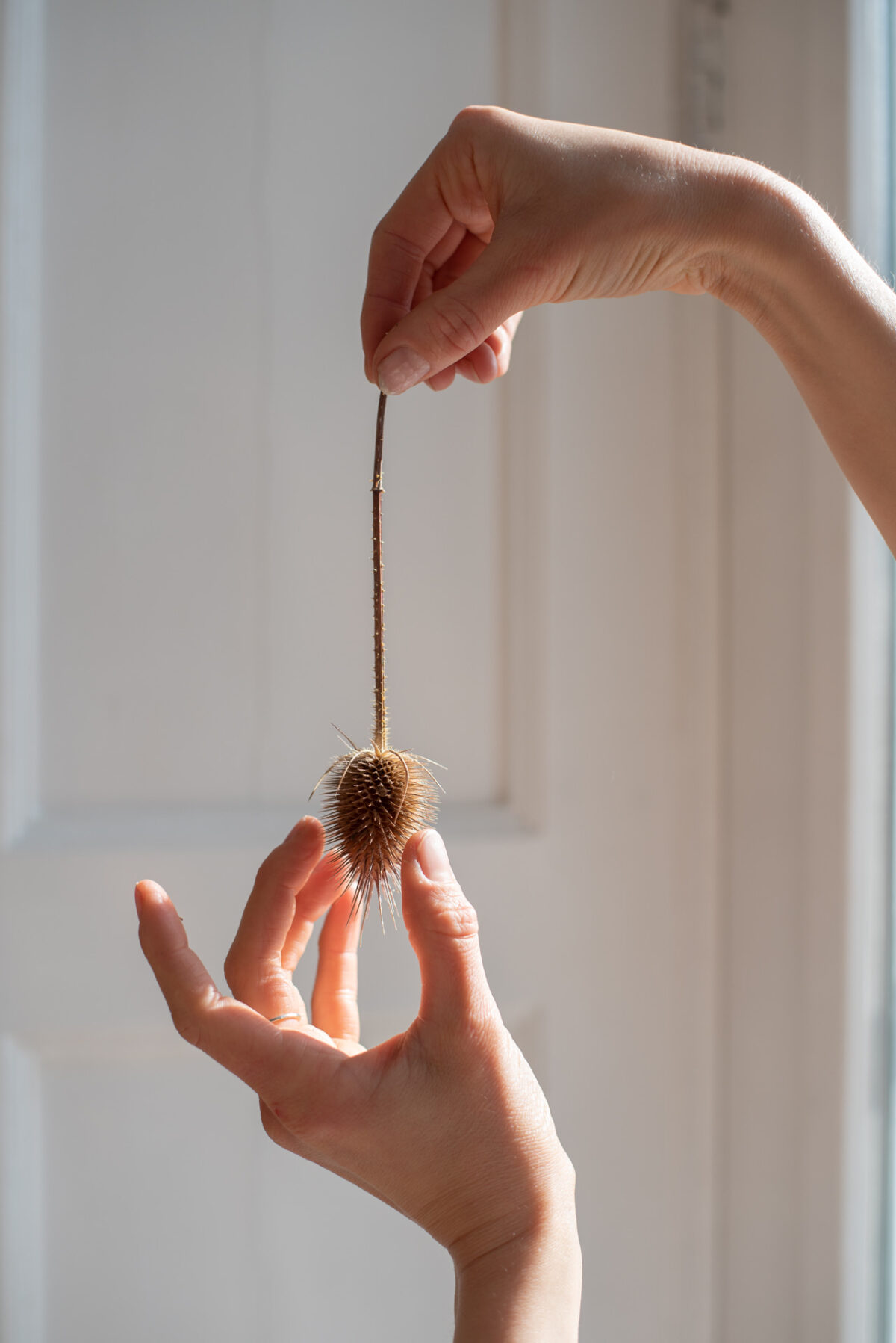 Sustainable jewellery collection inspired by Swedish nature